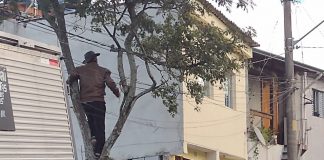Guarda Ambiental de Cotia flagra corte irregular de árvore para construção de uma garagem