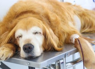 Campanha de castração de cães e gatos é promovida em Osasco