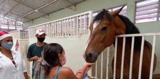 Encontro com animais da equoterapia da SDPD emociona familiares de atendidos em Barueri