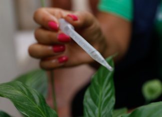 Com 300 casos por 100 mil habitantes, SP entra em epidemia de dengue