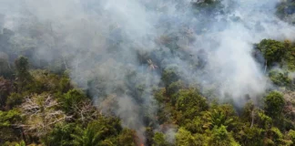 Cobertura florestal mundial perde 3,7 milhões de hectares em 2023