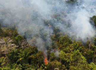 Cobertura florestal mundial perde 3,7 milhões de hectares em 2023