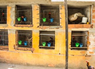 Polícia Ambiental resgata mais de 70 aves vítimas de maus tratos em Osasco