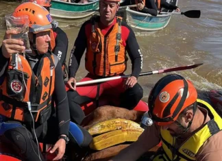 Égua Caramelo é resgatada de telhado de casa no Rio Grande do Sul