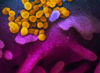 Covid-19: estudo aponta aumento de bactérias resistentes em UTIs