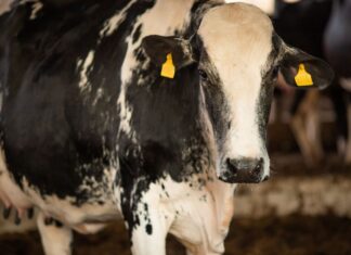 Vaca louca: confirmado que caso recente é atípico