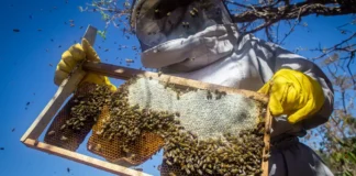 Rio Grande do Sul contabiliza perda de 17 mil colmeias desde enchentes