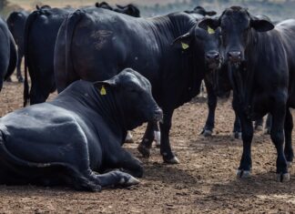 Rebanho bovino nacional teve aumento de 3,1% em 2021