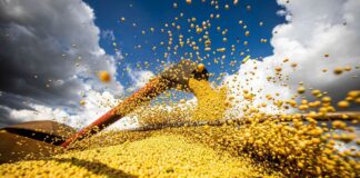 Produção de grãos chegará a 390 milhões de toneladas em 10 anos