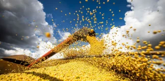 Conab: colheita de grãos da safra 23/24 será menor do que o estimado