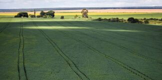 Soja impulsiona em 20,6% a produção de grãos na safra 2022/23