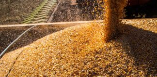 Com queda na produtividade média, safra de grãos deve ser menor