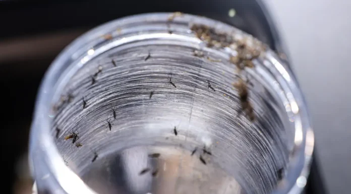 Ministério da Saúde intensificará mobilização contra dengue no Brasil