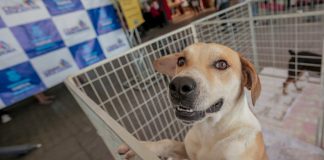 Itapevi realiza Feira de Adoção de Cães e Gatos neste sábado (18) no Ita Shopping