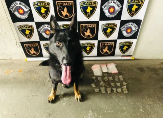 Quase 20 porções de drogas são apreendidas em barraco abandonado em Osasco