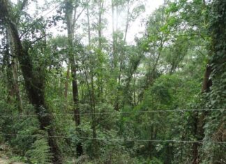 Dia da Árvore é alerta para conscientização ambiental em Barueri