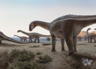 Fósseis brasileiros ajudam a entender como viviam os dinossauros