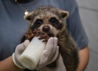 Saiba como proceder com segurança ao encontrar um animal silvestre