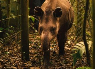 Anta nasce em reserva onde espécie estava extinta há mais de 100 anos