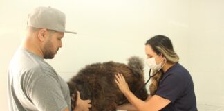 Prefeitura de Barueri amplia atendimento clínico e de especialidades para pets