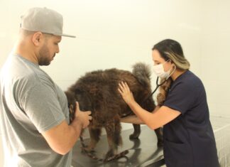 Prefeitura de Barueri amplia atendimento clínico e de especialidades para pets