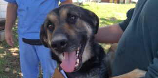 Cotia terá Evento de Adoção de Animais neste sábado