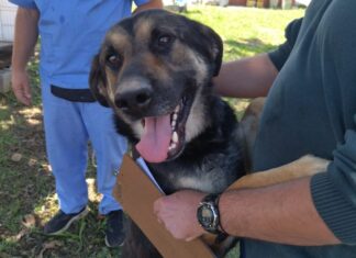 Cotia terá Evento de Adoção de Animais neste sábado