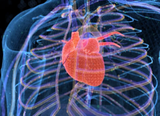 Cientistas imprimem em 3D parte do coração para substituir estruturas afetadas
