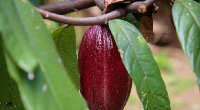 Festa do Cacau apresenta o melhor do chocolate de SP