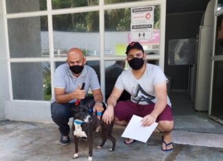 Troca de informações pelas mídias sociais do Cepad ajuda a encontrar animais perdidos em Barueri