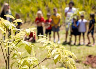 ‘Cotia +Verde’: cerca de 60 árvores são plantadas em colégio da Granja Viana
