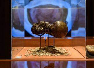Exposição na Fiesp apresenta o mundo de Charles Darwin