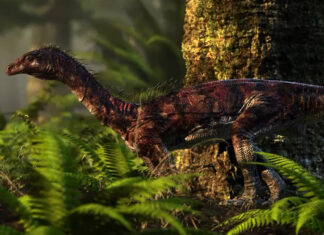 Guinness reconhece que dinossauros mais antigos do mundo viviam no Rio Grande do Sul