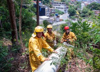 Defesa Civil de Santana de Parnaíba realiza podas preventivas para garantia da segurança nos bairros da cidade