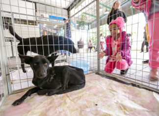 Itapevi promove Feira de Adoção de Cães e Gato neste sábado (11) no Ita Shopping Centro