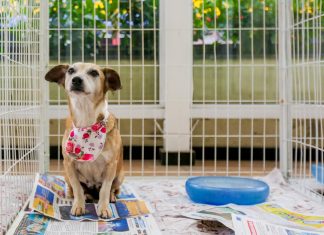 Itapevi promove mais uma edição da Feira de Adoção “Me Leva pra Casa”