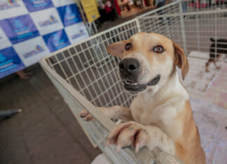 Itapevi: Feira de Adoção de Cães e Gatos acontece neste sábado (18)