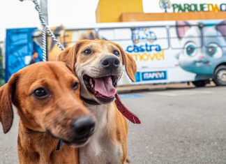 Itapevi atinge marca de mais de 25 mil castrações gratuitas de cães e gatos