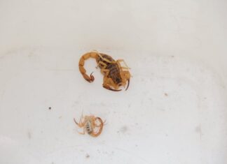 Manter terrenos limpos é a melhor forma de se proteger contra escorpiões, alerta Zoonoses de Barueri