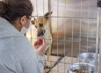 Sábado (17) tem Evento de Adoção de Animais em Caucaia do Alto