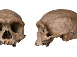 Fóssil de espécie mais próxima ao Homo sapiens é descoberto na China