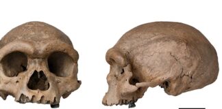 Fóssil de espécie mais próxima ao Homo sapiens é descoberto na China