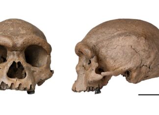 Fóssil de espécie mais próxima ao Homo sapiens é descoberto na China