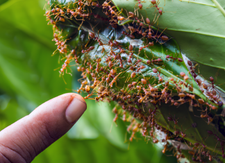 Formigas são venenosas? Entenda por que a picada desses insetos causa coceira