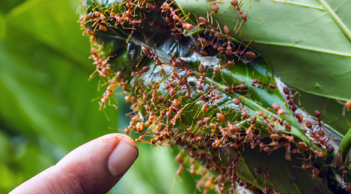 Formigas são venenosas? Entenda por que a picada desses insetos causa coceira