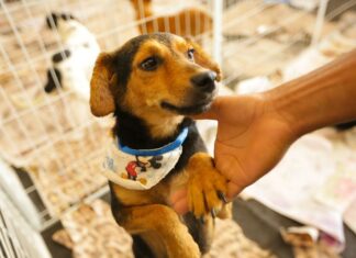 Feira de Adoção de Pets de Itapevi acontece neste sábado, no Ita Shopping Centro