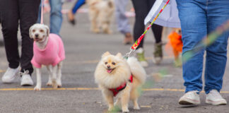 Zoonoses de Cotia realiza evento ‘Vacinação contra raiva no Seu Bairro’ para cães e gatos