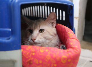 Seminário sobre combate a maus-tratos de cães e gatos