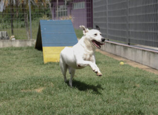 Barueri: Final de semana tem Feira de Adoção de Cães no Dom José