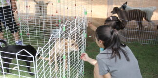 Barueri: Feira de Adoção de Cães retorna no domingo